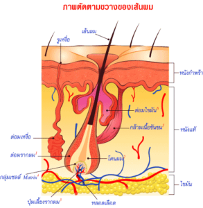 ความรู้เรื่องเส้นผม