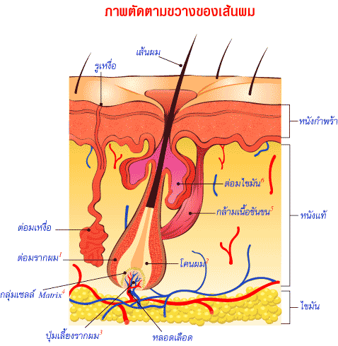 ความรู้เรื่องเส้นผม