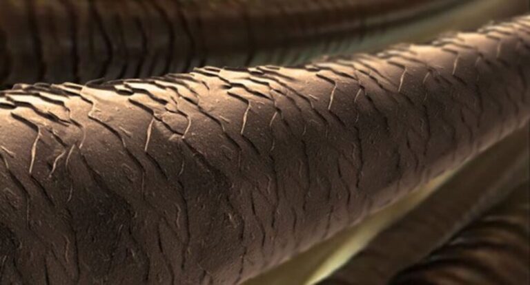 โครงสร้างเส้นผม-1024x552